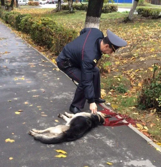 В УВД прокомментировали случай в Речице, когда милиционер застрелил собаку